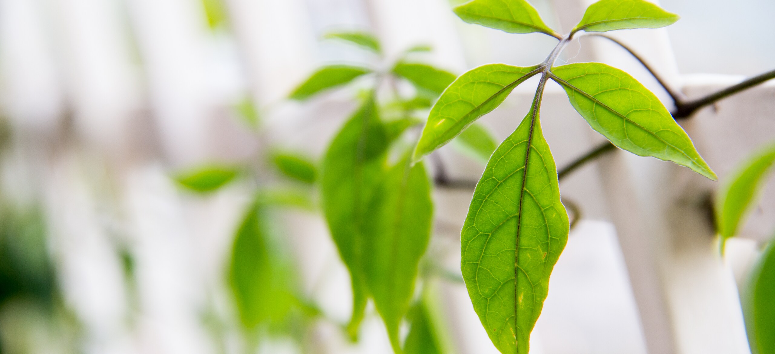 Green leaves of a plant