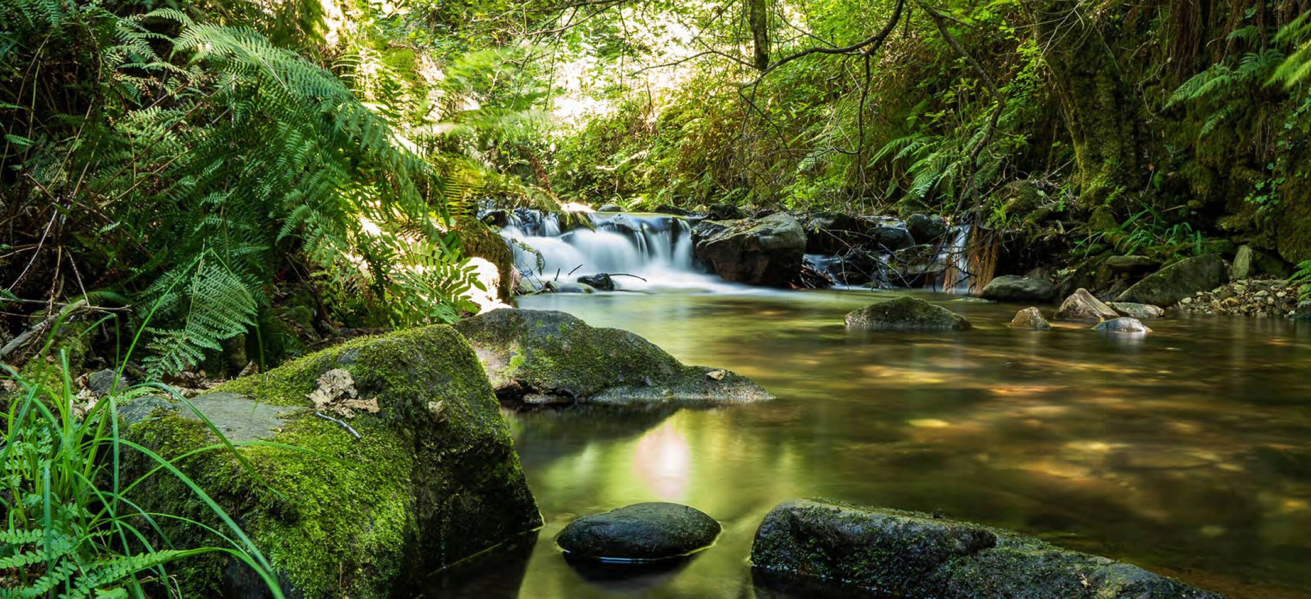 A river cascading amidst a canopy in a forest