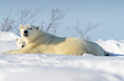 Polar bear mother (Ursus maritimus) with new born cub lying down on tundra.