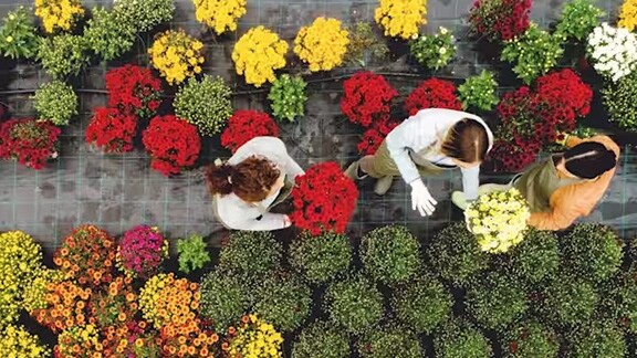 Top-view of people buying flowers at a florist's shop